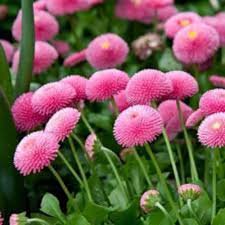 Image result for Bellis perennis