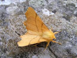 Attēlu rezultāti vaicājumam “Ennomos erosaria”