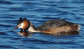 Attēlu rezultāti vaicājumam “Podiceps cristatus adult”