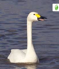 Attēlu rezultāti vaicājumam “Cygnus columbianus adult”