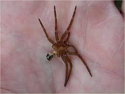 Attēlu rezultāti vaicājumam “Dolomedes fimbriatus”