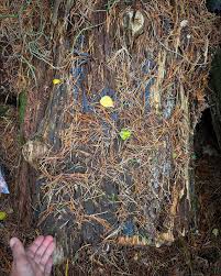 Attēlu rezultāti vaicājumam “Cribraria sp.”