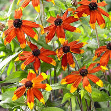 Image result for Rudbeckia