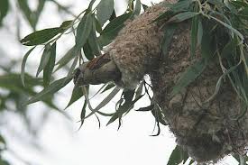 Attēlu rezultāti vaicājumam “Remiz pendulinus adult”