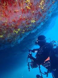 Image result for TAL Divers