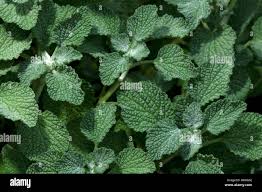 Image result for Marrubium vulgare