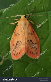 Attēlu rezultāti vaicājumam “Miltochrista miniata”