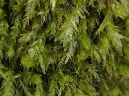 Attēlu rezultāti vaicājumam “Pseudotaxiphyllum elegans”