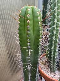 Attēlu rezultāti vaicājumam “Collaria rubens stalked”