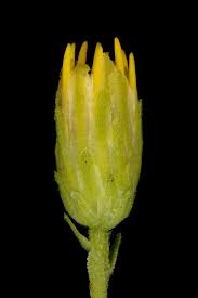 Attēlu rezultāti vaicājumam “Solidago virgaurea bud”