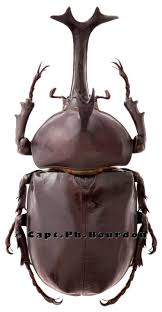 Attēlu rezultāti vaicājumam “Alloeotomus sp.”