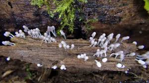 Attēlu rezultāti vaicājumam “Diachea leucopodia”