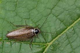 Attēlu rezultāti vaicājumam “Ectobius sylvestris male”