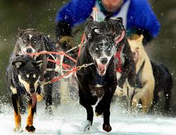 Image result for Team Ice Fire British Sled Dog Racing Team
