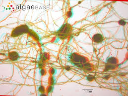 Attēlu rezultāti vaicājumam “Chaetophora pisiformis”