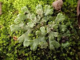 Attēlu rezultāti vaicājumam “Pseudobryum cinclidioides cells”