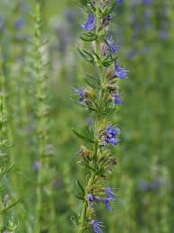 Image result for Ysop