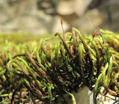 Attēlu rezultāti vaicājumam “Leucodon sciuroides”