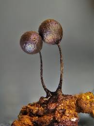 Attēlu rezultāti vaicājumam “Lamproderma columbinum”