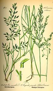 Attēlu rezultāti vaicājumam “Poa nemoralis fruit”