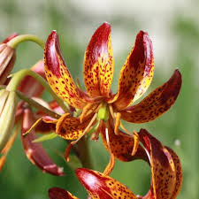 Image result for Lilium martagon `Arabian Night`