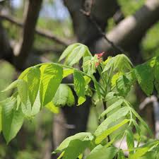 Attēlu rezultāti vaicājumam “Juglans cinerea leaf”