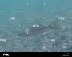 Image result for Mylopharodon conocephalus