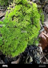 Attēlu rezultāti vaicājumam “Dicranales”