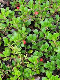 Attēlu rezultāti vaicājumam “Arctostaphylos uva-ursi”