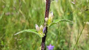 Attēlu rezultāti vaicājumam “Campanula cervicaria bud”