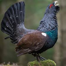 Attēlu rezultāti vaicājumam “Tetrao urogallus male”