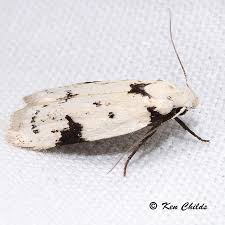 Attēlu rezultāti vaicājumam “Oecophoridae”