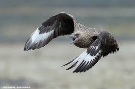 Image result for Stercorarius skua
