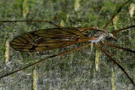 Attēlu rezultāti vaicājumam “Nematocera”