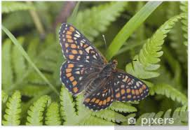 Attēlu rezultāti vaicājumam “Euphydryas maturna larva”