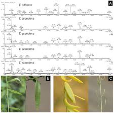 Attēlu rezultāti vaicājumam “Thesium ebracteatum leaf”
