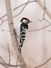 Attēlu rezultāti vaicājumam “Dendrocopos minor male”