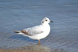 Attēlu rezultāti vaicājumam “Larus minutus adult”
