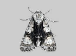 Attēlu rezultāti vaicājumam “Acronicta aceris”