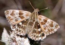 Attēlu rezultāti vaicājumam “Carcharodus floccifera”