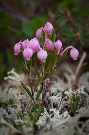 Attēlu rezultāti vaicājumam “Andromeda polifolia bud”
