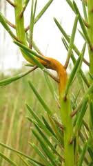 Attēlu rezultāti vaicājumam “Melampsora magnusiana”