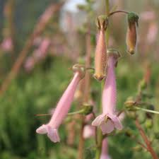 Image result for Sinningia