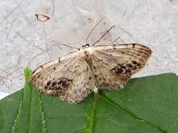 Attēlu rezultāti vaicājumam “Idaea dimidiata”
