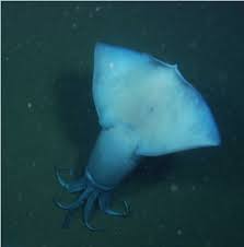 Image result for Dosidicus gigas