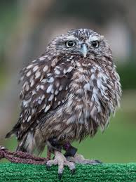 Attēlu rezultāti vaicājumam “Glaucidium passerinum”