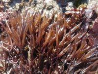 Attēlu rezultāti vaicājumam “Furcellaria lumbricalis”