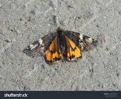 Attēlu rezultāti vaicājumam “Archiearis parthenias”