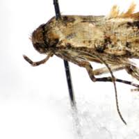 Attēlu rezultāti vaicājumam “Epermeniidae”