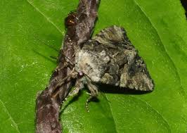 Attēlu rezultāti vaicājumam “Lacanobia contigua imago”